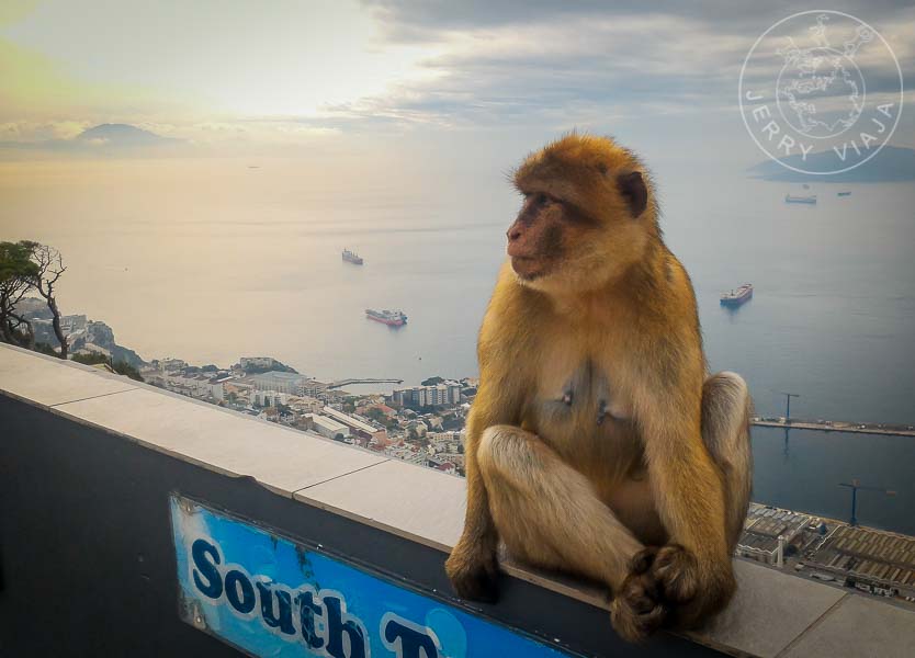 Macaco de Gibraltar.