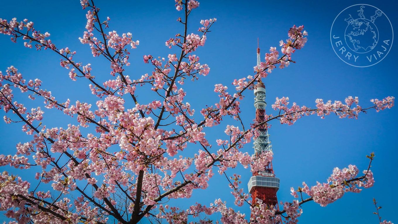 Guía: Qué ver en Tokio. Torre de Tokio con lsa flores de cerezo.