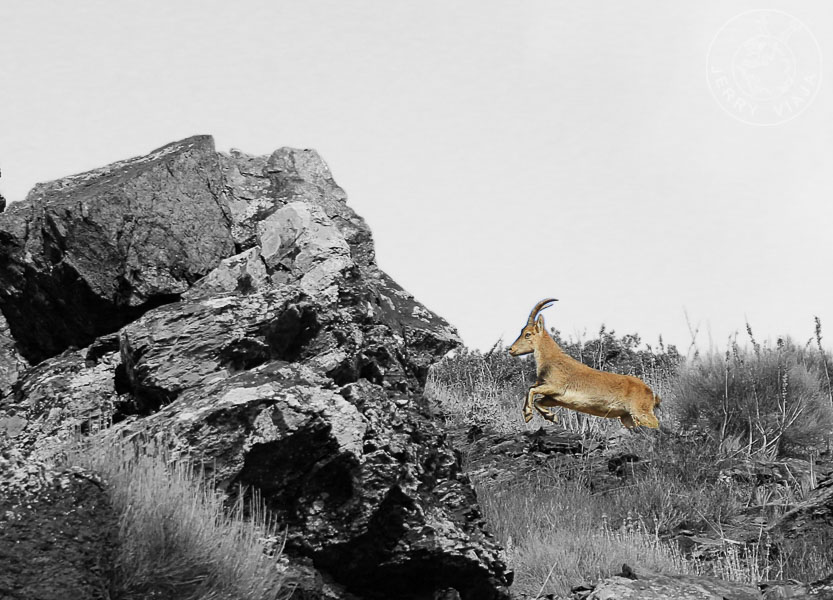 Cabra salvaje autóctona de Sierra Nevada, La Alpujarra, España