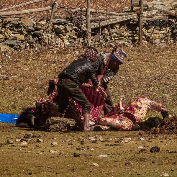Yak sacrificado por lugareños para producir carne, Manang, Annapurna Circuit, Nepal