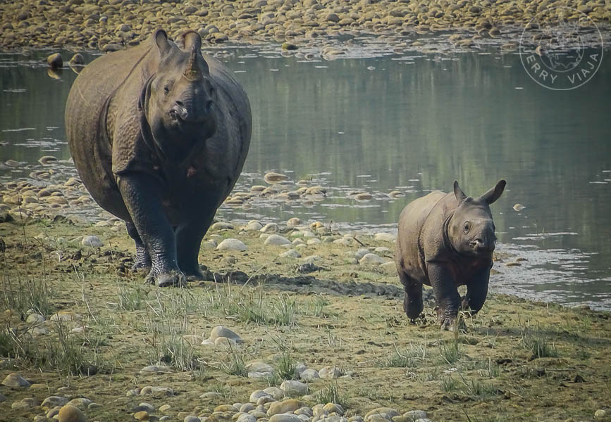 Rinoceronte en el bardiya national park, nepal