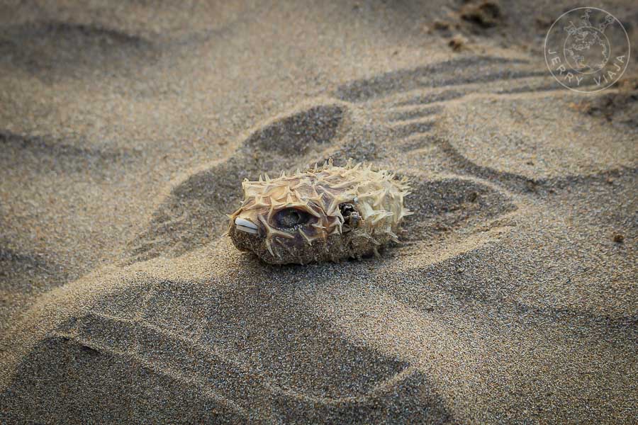 Pez globo muerto en la playa de kanazawa, mar de japon