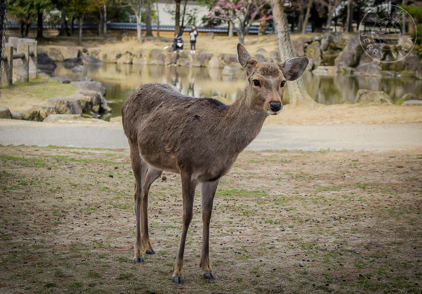 Ciervo de Nara, Japón
