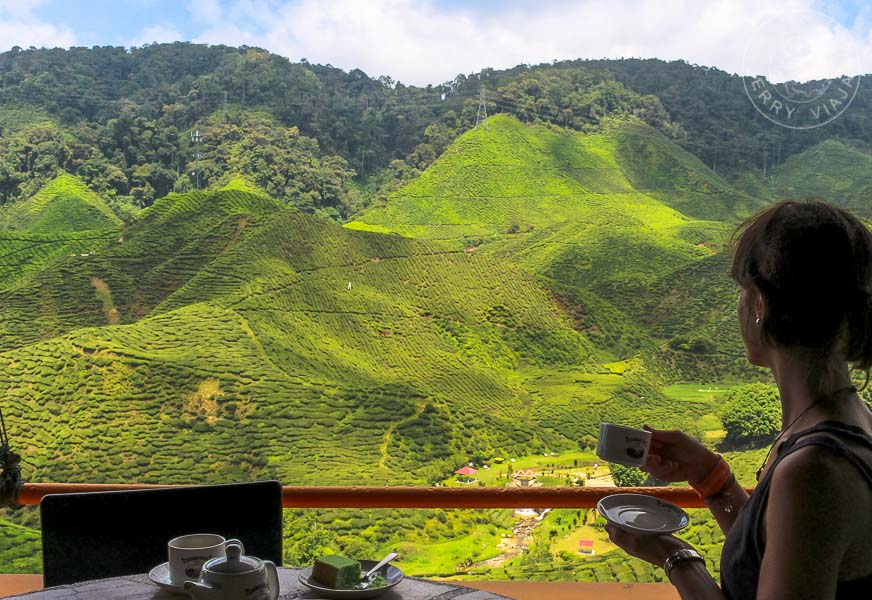 Plantación de té, Cameron Highlands, Malasia