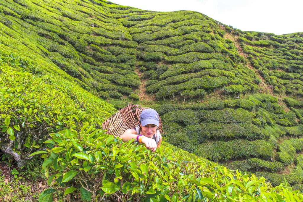 Plantación de té, Cameron Highlands, Malasia