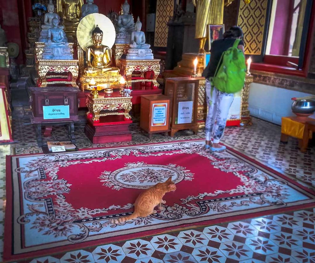Gato, templo de Bangkok, Tailandia