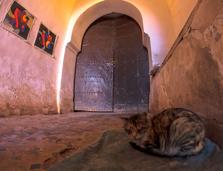 Gatos guardian de la Kasbah Taourirt .