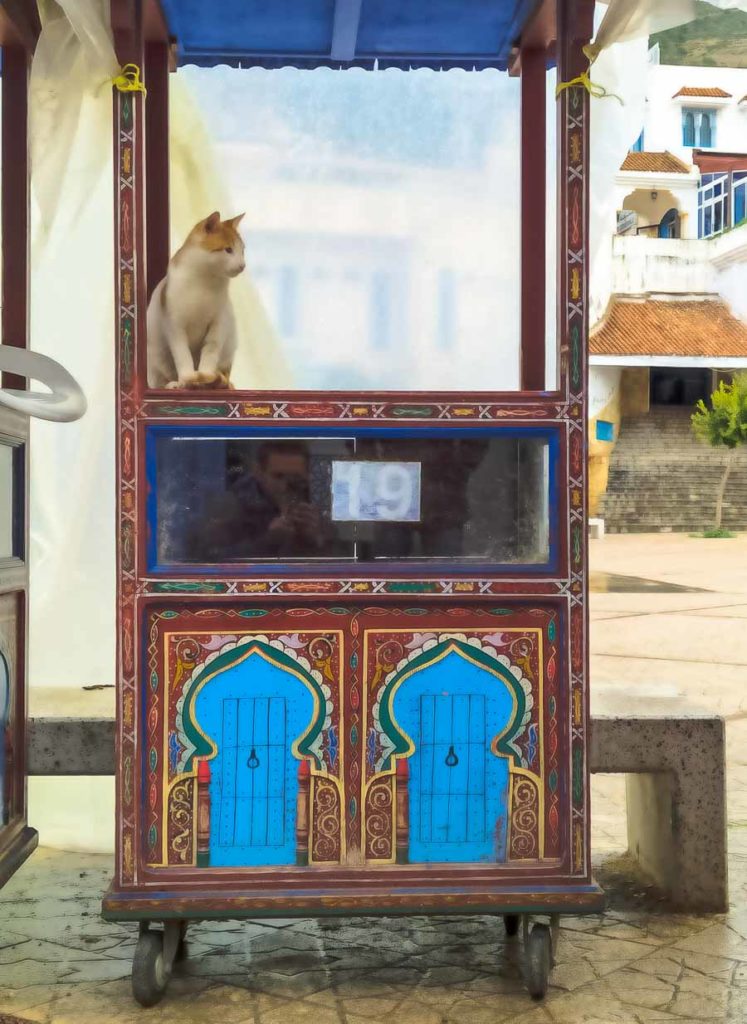 Gatos, Marruecos