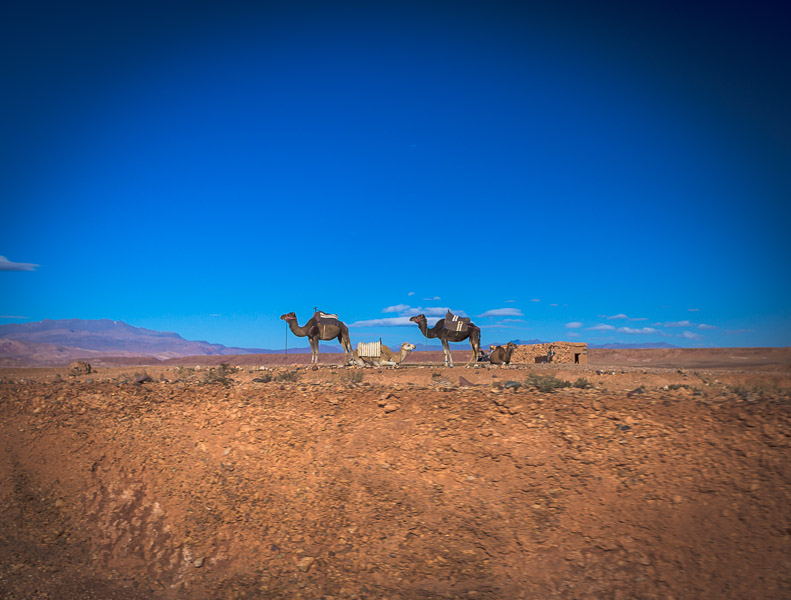 Camello arábio utilizado como transporte. Marruecos
