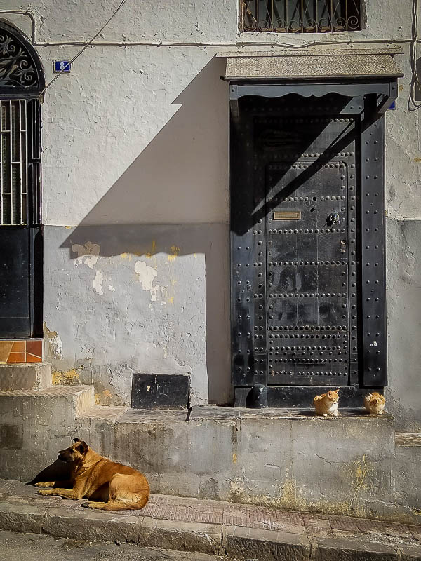 Gatos y perro de la comunidad en Tánger. Marruecos