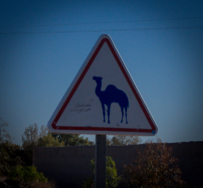 Cartel de advertencia cuidado con los camellos, ruta de las kasbahs
