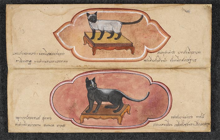 Gatos de Tailandia - Amuletos de la Suerte Ilustracion de gatos del manuscrito Cat treatise ตำราแมว