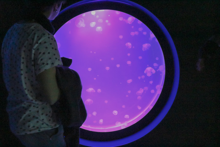 jellyfish from the ocean in a submarine workshop with a person watching it through the glass