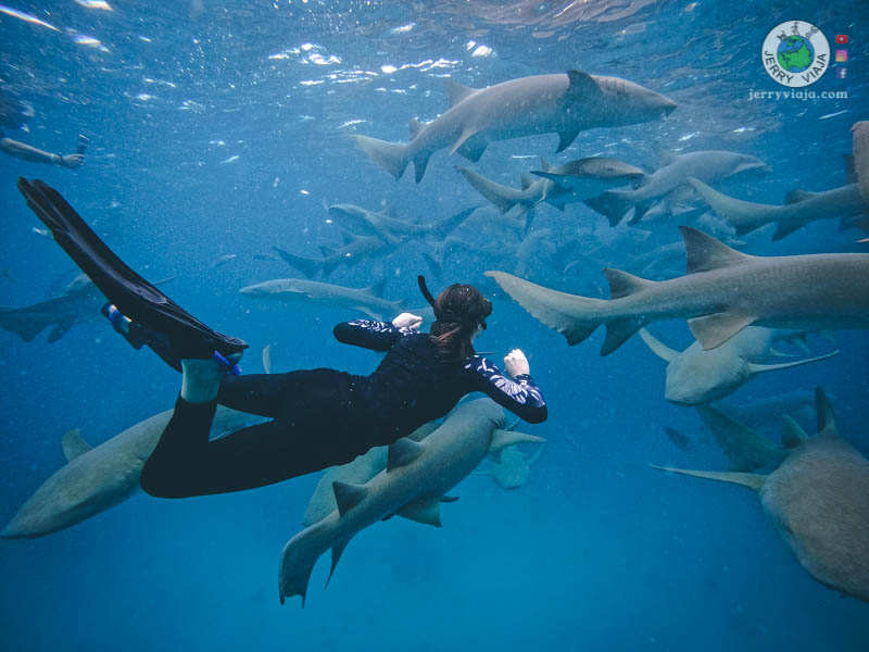 Nurse shark tour from Mafushi. Maldives Islands